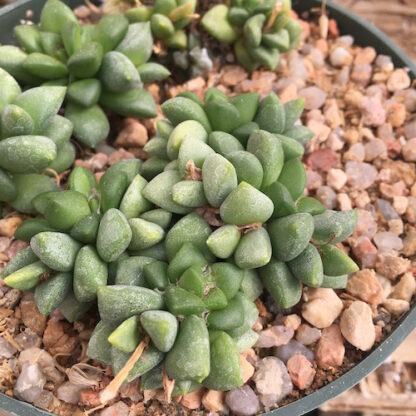 Anacampseros pisina succulent shown in pot