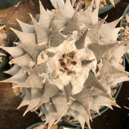 Ariocarpus retusus cactus shown flowering
