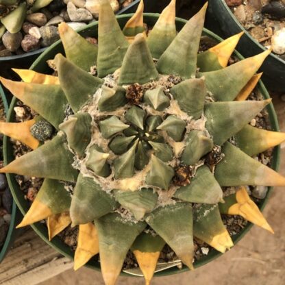 Ariocarpus trigonus cactus shown flowering