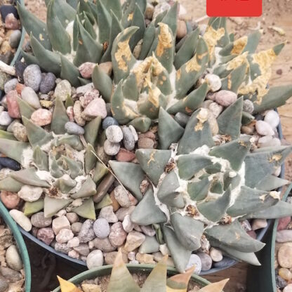 Ariocarpus trigonus cactus shown in pot