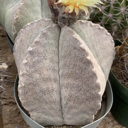 Astrophytum coahuilense cactus shown in pot