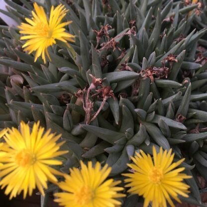 Bergeranthus jamesii mesemb shown flowering
