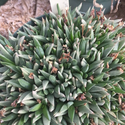Bergeranthus jamesii mesemb shown in pot
