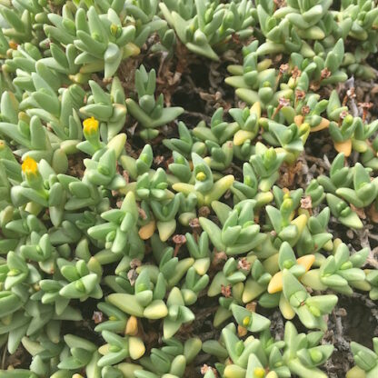 Chasmatophyllum braunsii mesemb shown in pot