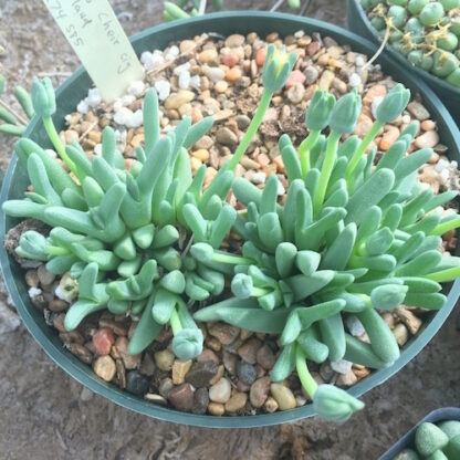 Cheiridopsis rostrata mesemb shown in pot