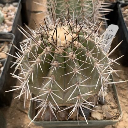 Copiapoa horridispina cactus shown in pot