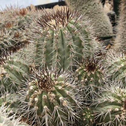 Copiapoa hypogaea cactus shown in pot