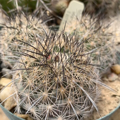 Coryphantha delaetiana cactus shown in pot