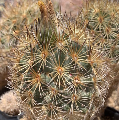 Coryphantha echinoidea cactus shown in pot