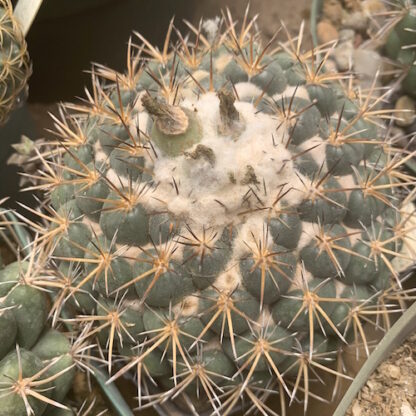 Coryphantha greenwoodii cactus shown in pot