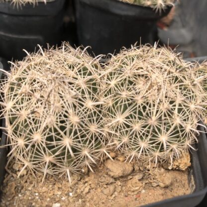 Coryphantha palmeri cactus shown in pot