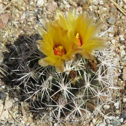 Coryphantha sulcata cactus shown flowering