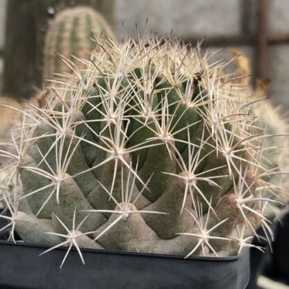 Coryphantha sulcata cactus shown in pot