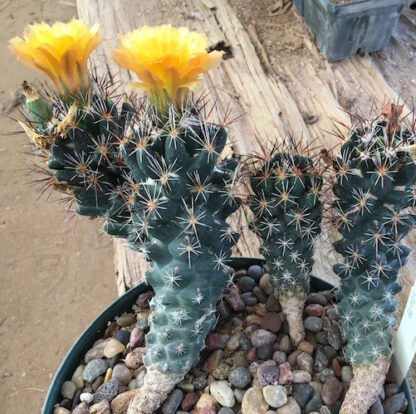 Coryphantha wohlschlageri cactus shown flowering