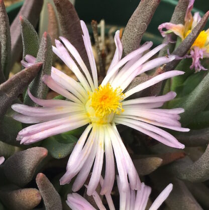 Ebracteola wilmaniae mesemb shown flowering
