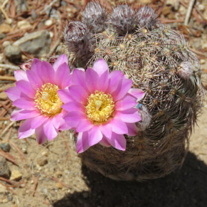 Echinocereus adustus cactus shown flowering