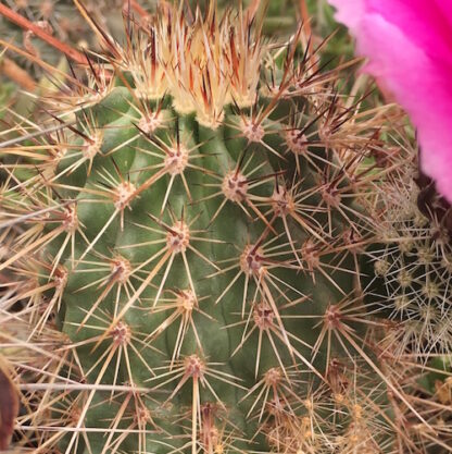 Echinocereus engelmanii cactus shown in pot