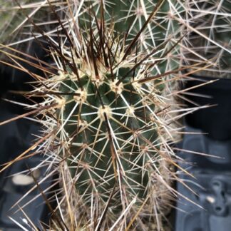 Echinocereus engelmannii cactus shown in pot