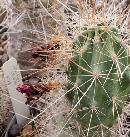 Echinocereus enneacanthus cactus shown in pot