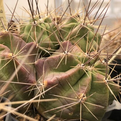Echinocereus enneacanthus cactus shown in pot
