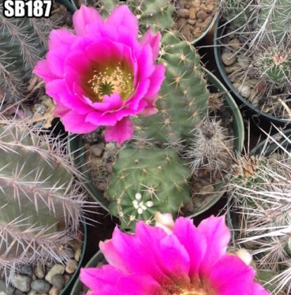 Echinocereus fendleri cactus shown flowering