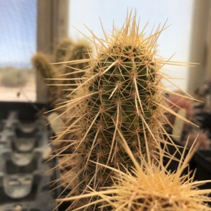 Echinocereus ledingii cactus shown in pot