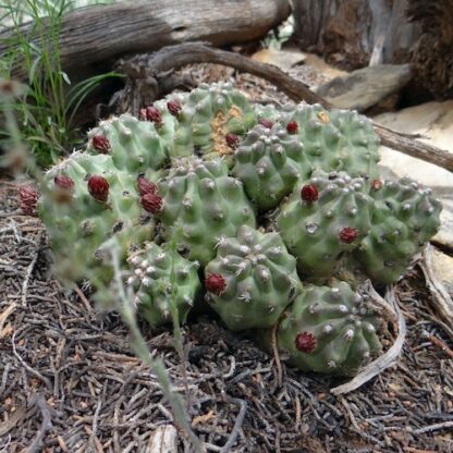Echinocereus mojavensis 'triglochidiatus' cactus shown in pot