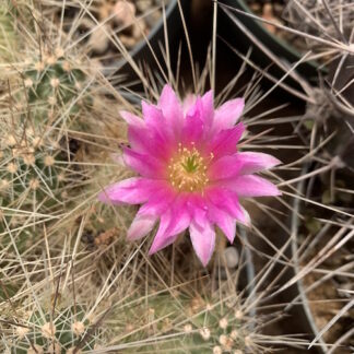 Echinocereus parkeri cactus shown flowering