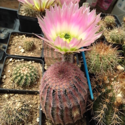 Echinocereus pectinatus cactus shown flowering