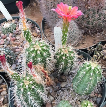 Echinocereus polyacanthus cactus shown in pot