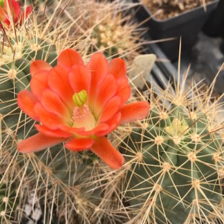 Echinocereus scheeri cactus shown flowering