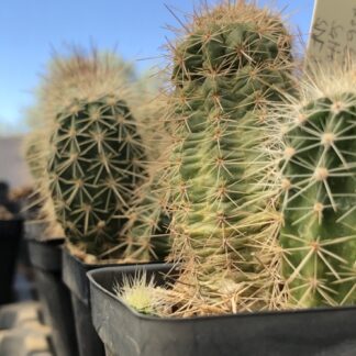 Echinocereus scheeri cactus shown in pot