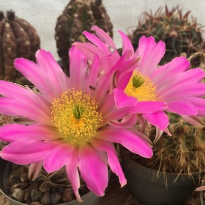 Echinocereus schereri cactus shown flowering