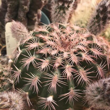 Echinocereus schereri cactus shown in pot