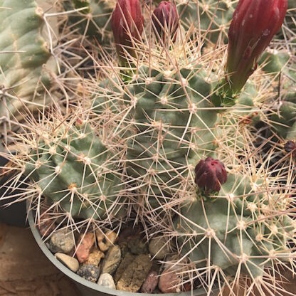 Echinocereus trig cactus shown in pot