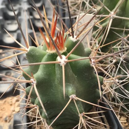 Echinocereus triglochidiatus cactus shown in pot