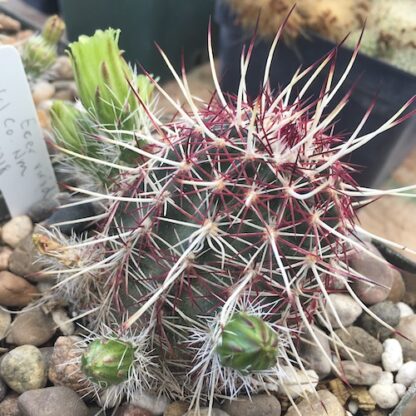 Echinocereus viridiflorus cactus shown in pot