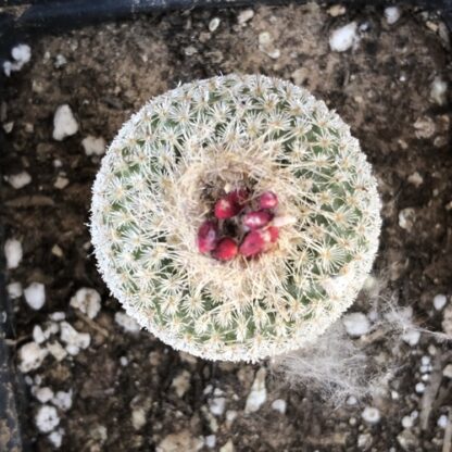 Epithelantha greggii cactus shown in pot