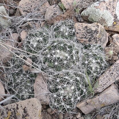Escobaria missouriensis cactus shown in pot