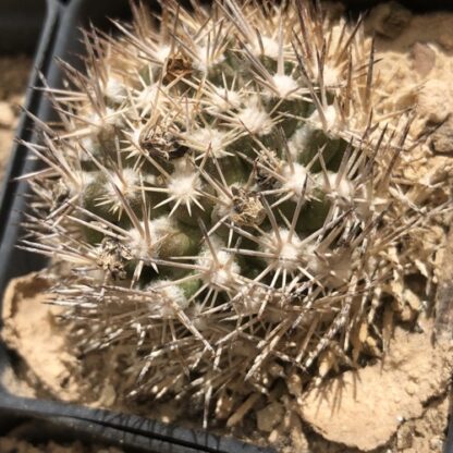 Escobaria robbinsorum cactus shown in pot