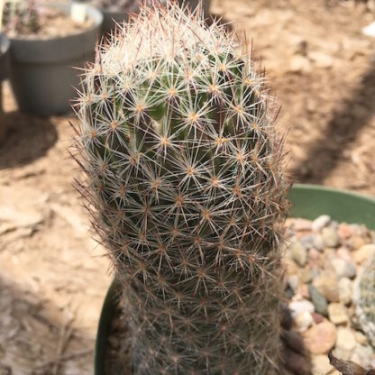 Escobaria tuberculosa cactus shown in pot