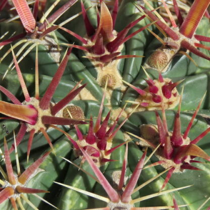 Ferocactus latispinus cactus shown in pot
