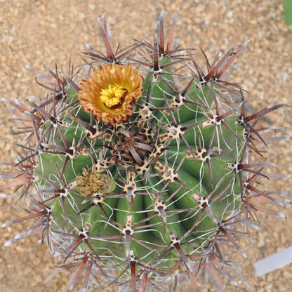 Ferocactus peninsulae cactus shown flowering