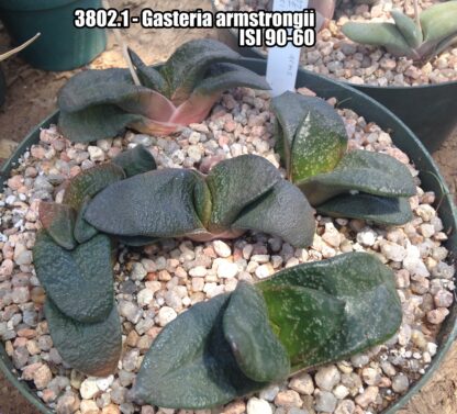 Gasteria armstrongii succulent shown flowering