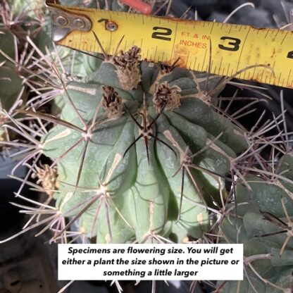 Glandulicactus uncinatus cactus shown in pot