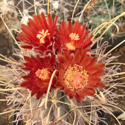 Glandulicactus uncinatus var. wrightii cactus shown in pot