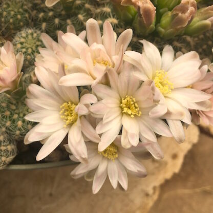 Gymnocalycium bruchii cactus shown flowering