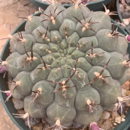 Gymnocalycium lumbrerasense cactus shown in pot