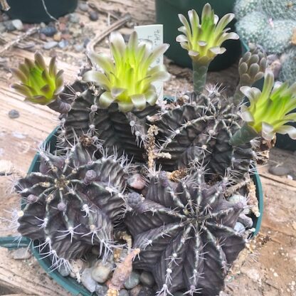 Gymnocalycium mihanovichii 'friedrichii' cactus shown in pot