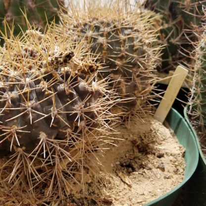 Gymnocalycium paraguayense cactus shown in pot